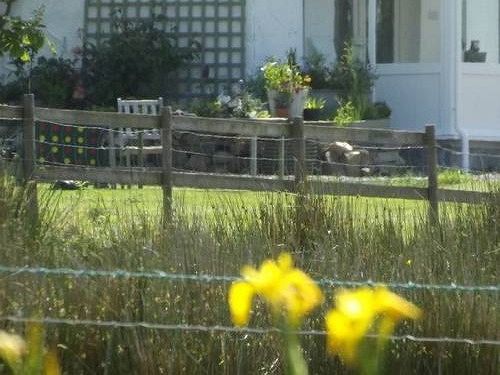 The Swallows Guest House New Quay  Extérieur photo